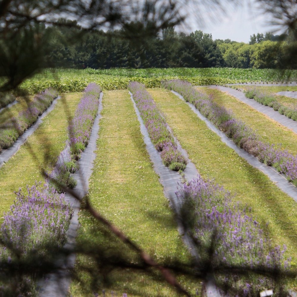 Eugster's Farm Market - Lavender - Attraction Farms Near Me - Stoughton, Wisconsin Eugster's Farm Market - Lavender - Attraction Farms Near Me - Stoughton, Wisconsin