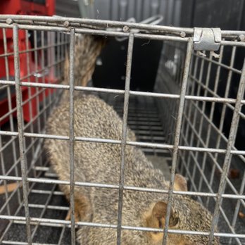 Ambush Pest Management - Pest Control Near Me Ambush Pest Management - Pest Control Near Me