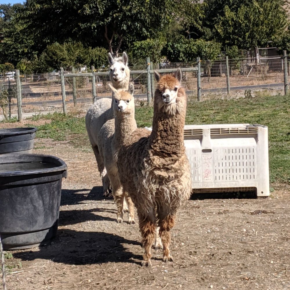 Heartsong Animal Healing - Lama's!!!! They totally lined up and wanted to know what we were up to! - Holistic Animal Care Near Me Heartsong Animal Healing - Lama's!!!! They totally lined up and wanted to know what we were up to! - Holistic Animal Care Near Me