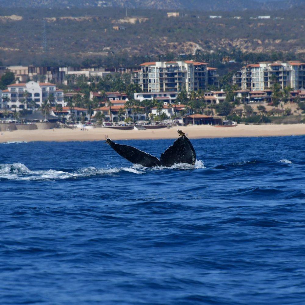 Whale Watch Cabo - Tours Near Me - Cabo San Lucas, BCS Whale Watch Cabo - Tours Near Me - Cabo San Lucas, BCS