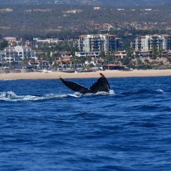 Whale Watch Cabo - Tours Near Me - Cabo San Lucas, BCS Whale Watch Cabo - Tours Near Me - Cabo San Lucas, BCS