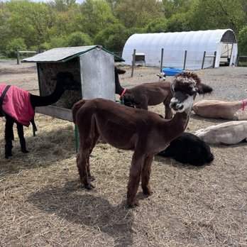 Stagecoach Trails Alpacas - Farms Near Me - Middletown, New York Stagecoach Trails Alpacas - Farms Near Me - Middletown, New York