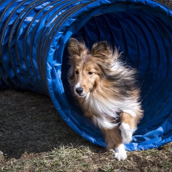 Olde Towne Pet Resort - Agility Tunnel - Pet Sitting Near Me - Sterling, Virginia