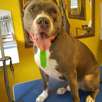Creature Features - Pet Groomers Near Me - Sturbridge, Massachusetts