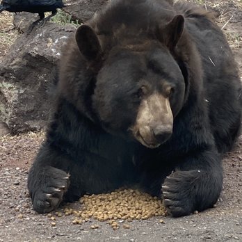 Bearizona - Momma Bear - Zoos Near Me - Williams, Arizona Bearizona - Momma Bear - Zoos Near Me - Williams, Arizona