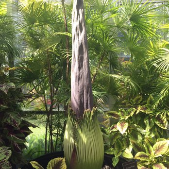 Foster Botanical Garden - I've always wanted to see and smell this Corpse flower bloom - Botanical Gardens Near Me - Honolulu, Hawaii Foster Botanical Garden - I've always wanted to see and smell this Corpse flower bloom - Botanical Gardens Near Me - Honolulu, Hawaii