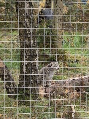 Highland Wildlife Park by null