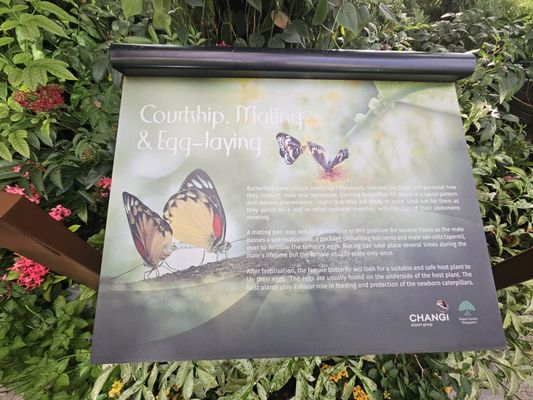 Butterfly Garden by null