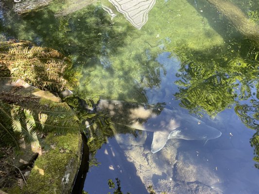 Bonneville Fish Hatchery by null