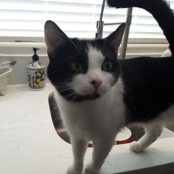 Paw Minders Plus Pet Sitters - Pet Sitting Near Me - Henderson, Nevada Paw Minders Plus Pet Sitters - Pet Sitting Near Me - Henderson, Nevada
