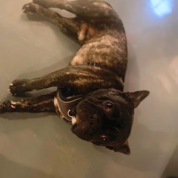 The Urban Pet - Pet Stores Near Me - Los Angeles, California The Urban Pet - Pet Stores Near Me - Los Angeles, California