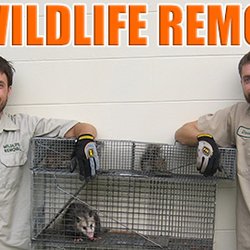 Wildlife Removal Portland