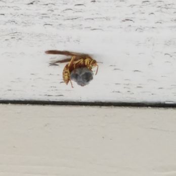 EcoTarget Pest Solutions - Wasps,bees,ants,spiders, give EcoTarget Pest Solutions serving San Diego counties. - Pest Control Near Me EcoTarget Pest Solutions - Wasps,bees,ants,spiders, give EcoTarget Pest Solutions serving San Diego counties. - Pest Control Near Me