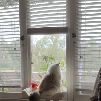 Ragdolljjsweeti - Pet Breeders Near Me