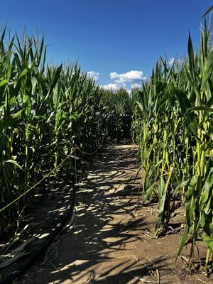 Field of Dreams Movie Site by null