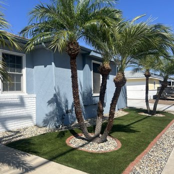 Fore Landscape Services - Palm 2 after - Tree Services Near Me Fore Landscape Services - Palm 2 after - Tree Services Near Me