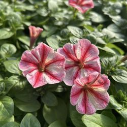 Sewickley Creek Greenhouse