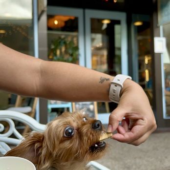 Mr Bean Coffee Shop - Pup cup - Coffee & Tea Near Me - Miami, Florida Mr Bean Coffee Shop - Pup cup - Coffee & Tea Near Me - Miami, Florida
