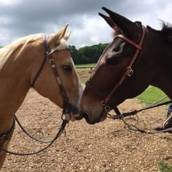 Von Holten Ranch - The palomino is a big horse...the mule is ginormous!