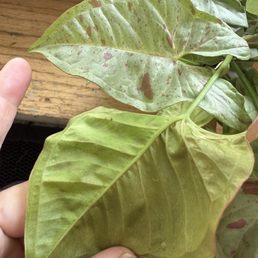 thrips larvae as well as damage they state is not there and them admitting to the pests in the box