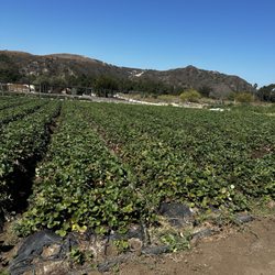 South Coast Farms U-Pick