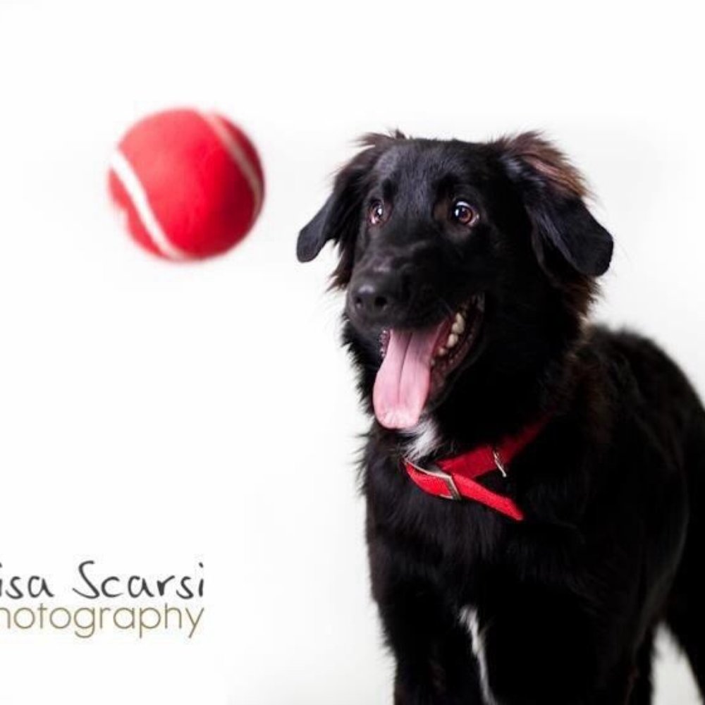 Lisa Scarsi Photography - ...must...get...ball... - Photographers Near Me Lisa Scarsi Photography - ...must...get...ball... - Photographers Near Me