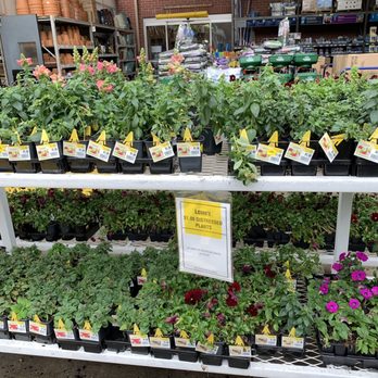 Lowe's Home Improvement - Flowers reduced to $1 - Hardware Stores Near Me - Mount Pleasant, South Carolina