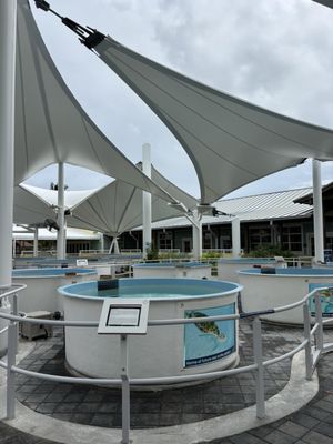 Loggerhead Marinelife Center by null