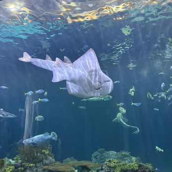 Shedd Aquarium - shark - Aquariums Near Me - Chicago, Illinois