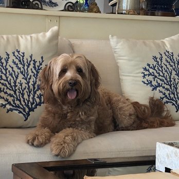 Brielle Dog Boutique - Carlie Doodles - Pet Groomers Near Me - Brielle, New Jersey Brielle Dog Boutique - Carlie Doodles - Pet Groomers Near Me - Brielle, New Jersey