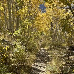 Lundy Canyon