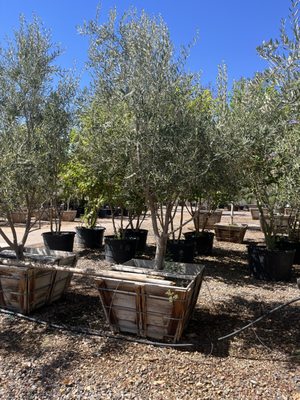 Whitfill Nursery by null