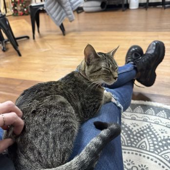 Cat Zen Cafe and Lounge - Pet Adoption Near Me - Saint Charles, Missouri