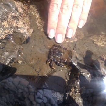 Fitzgerald Marine Reserve - Shore crab - Parks Near Me - Moss Beach, California Fitzgerald Marine Reserve - Shore crab - Parks Near Me - Moss Beach, California