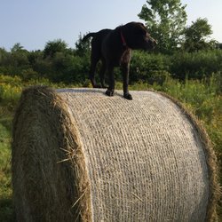 Pet Stop of Eastern Massachusetts - Just checking out my new play area.