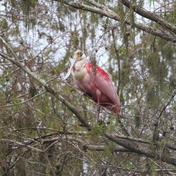 Capt Duke's Airboat Rides - Boat Tours Near Me - Christmas, Florida