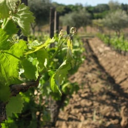 Chiarito Vineyard