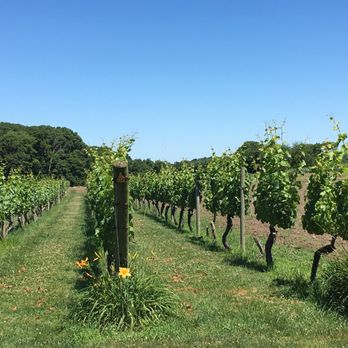 Carolyn's Sakonnet Vineyards - The vineyard. - Wineries Near Me - Little Compton, Rhode Island