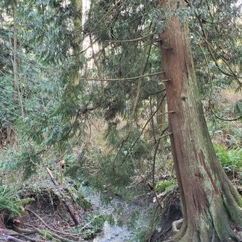 Big Gulch Trail - Super cool tree root - Hiking Near Me