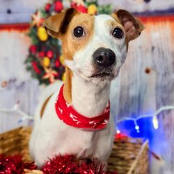 Ridgefield Animal Hospital - Roscoe P Coaltrain