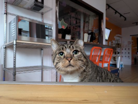 Mew Haven Cat Cafe by null