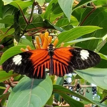 Butterfly Pavilion - Museums Near Me - Westminster, Colorado Butterfly Pavilion - Museums Near Me - Westminster, Colorado