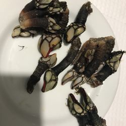 Restaurante Nautilus - Try the gooseneck barnacles