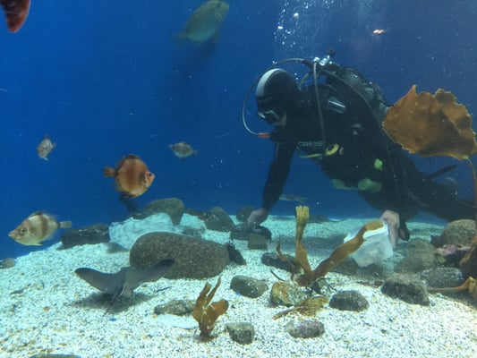 Aquarium Finisterrae by null