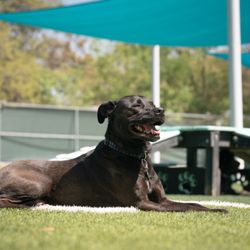 Pups & Pals Pet Lounge - Oak Hill - Whether your dog likes to relax, sunbathe, and take it easy, or likes to run, wrestle, and play, we have a customized play group for them!