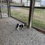 Photo of Dolly's Doggie Den