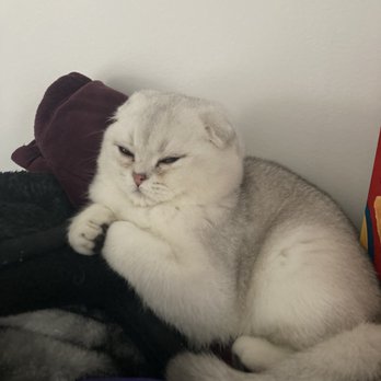 Queens Scottish Fold - Chunky boy - Pet Breeders Near Me Queens Scottish Fold - Chunky boy - Pet Breeders Near Me