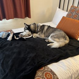 Abby relaxing on her hotel-provided blanket.