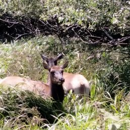 Yes, there are Elk here!!