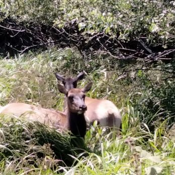 Elk Meadow - Yes, there are Elk here!! - Parks Near Me - Orick, California